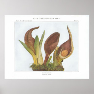 Poster Couve de jaritataca - foetida de Spathyema