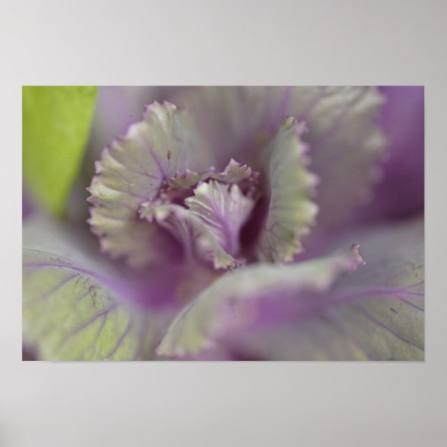 Pôster Couve decorativa (Frente)