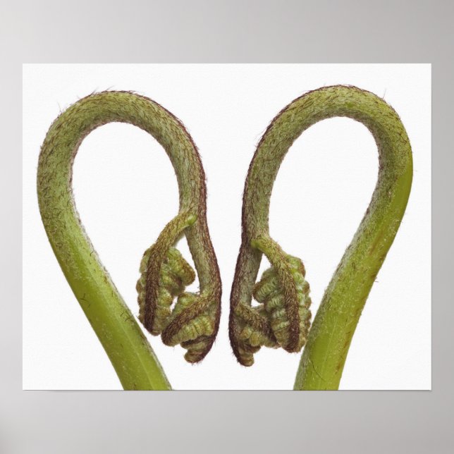 Pôster Couve-flor 2 (Frente)