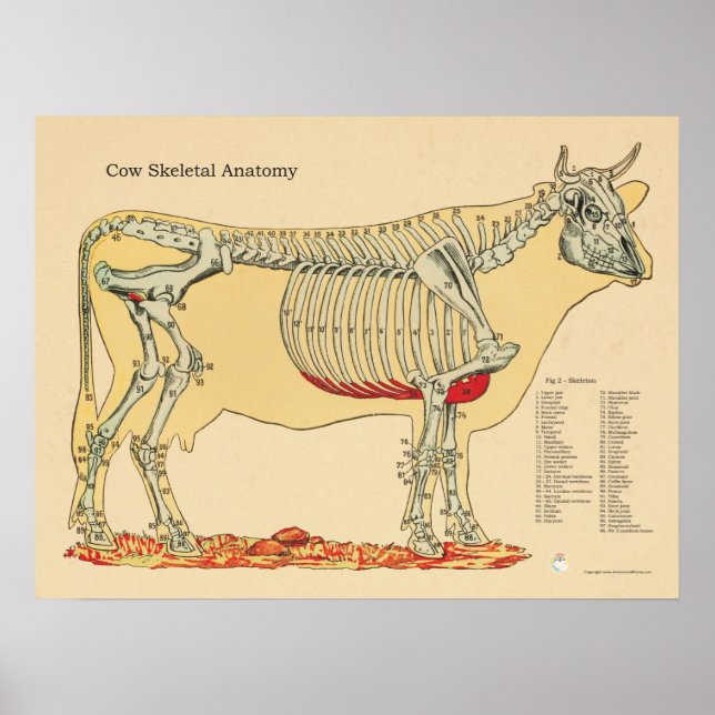 Pôster Cow Bovine Veterinary Skeletal Anatomy Chart (Frente)