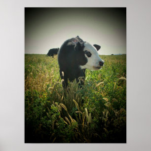 Poster Cow in pasture