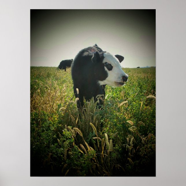 Poster Cow in pasture (Frente)