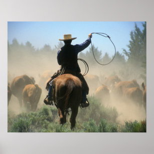 Poster Cowboy a cavalo com gado movido a lasso