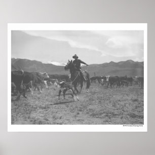 Poster Cowboy roping a calf for spring branding.
