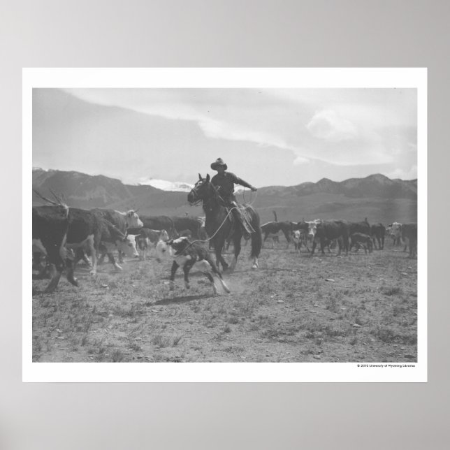 Poster Cowboy roping a calf for spring branding. (Frente)