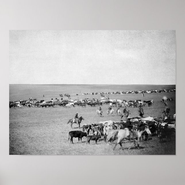 Poster Cowboys with Cattle on the Range Photoião (Frente)