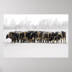 Pôster Cows