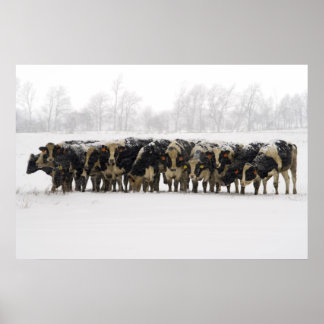Pôster Cows