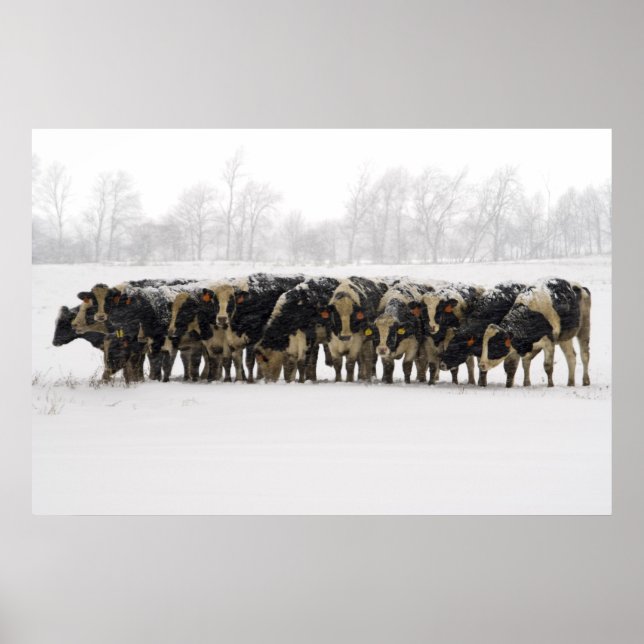 Pôster Cows (Frente)