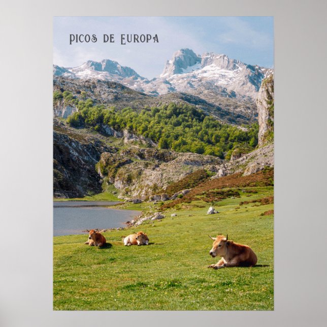 Poster Cows by the Lakes of Covadonga, Asturias travel (Frente)