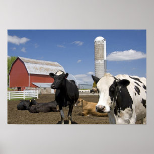 Pôster Cows in front of a red barn and silo on a farm