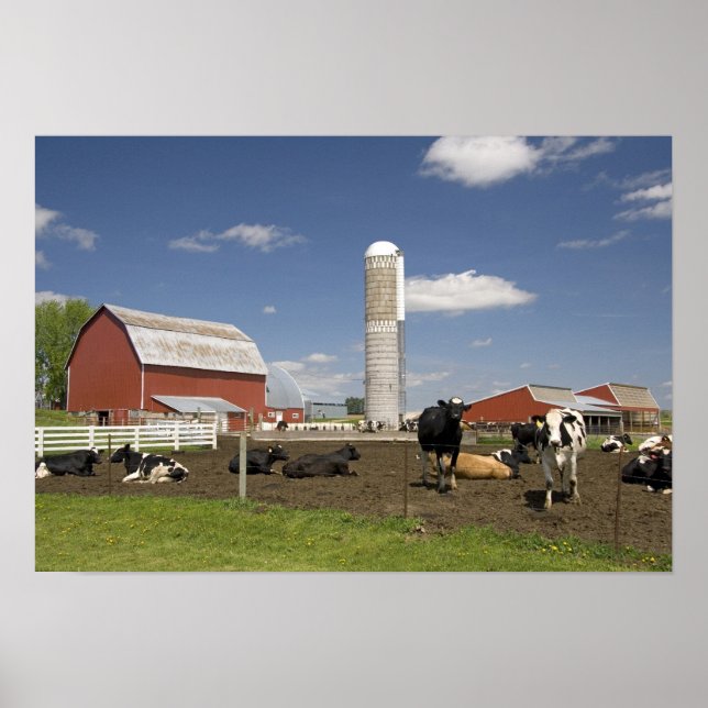 Poster Cows in front of a red barn and silo on a farm (Frente)