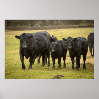 Cows in the rain