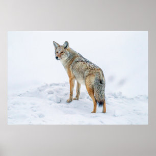 Poster Coyote em alerta na neve
