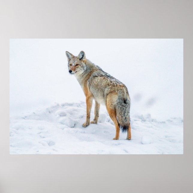 Poster Coyote em alerta na neve (Frente)