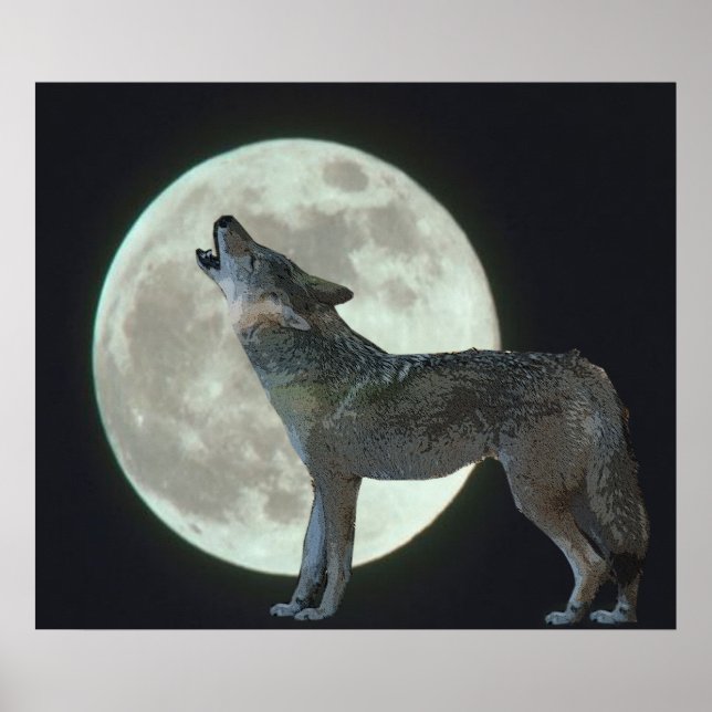Pôster Coyote Howling na Lua (Frente)