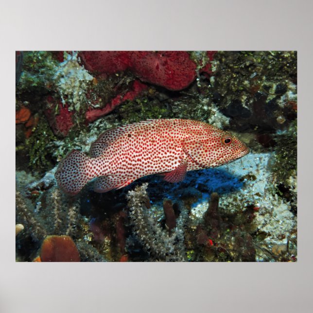 Poster Cozumel Graysby (Frente)