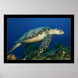 Poster Cozumel - Hawksbill #005