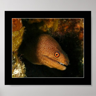 Pôster Cozumel - Moray Eel