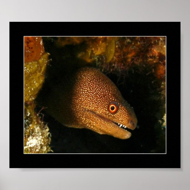 Pôster Cozumel - Moray Eel (Frente)