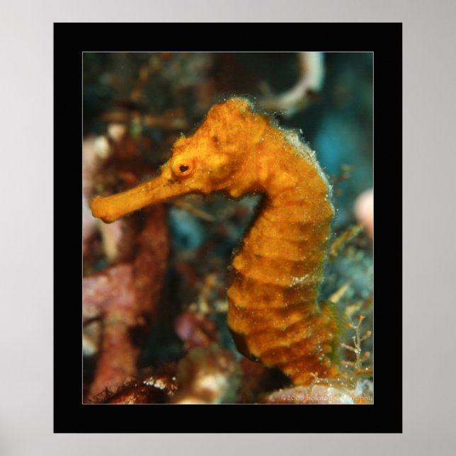 Pôster Cozumel - Orange Seahorse#2 (Frente)