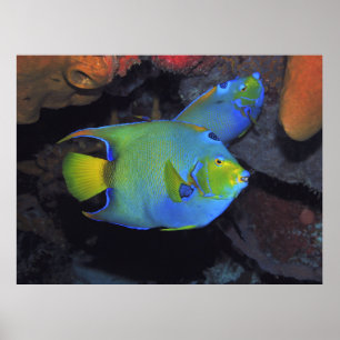 Poster Cozumel Queen Angels