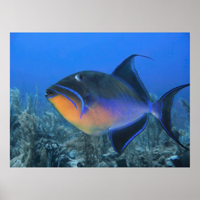 Poster Cozumel Queen Triggerfish (Frente)