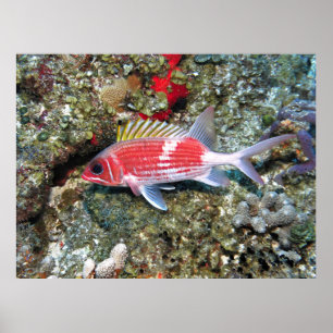 Poster Cozumel Squirrelfish II