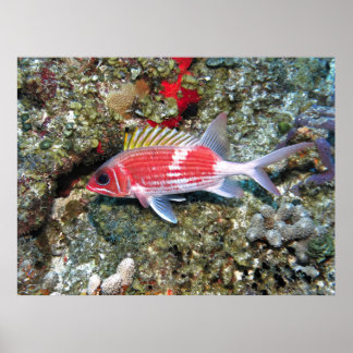 Poster Cozumel Squirrelfish II