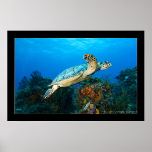 Poster Cozumel - Turtle #5 - 11-2009