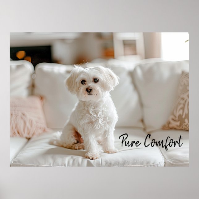 Poster Cozy Elegance: Maltês no Sofa (Frente)
