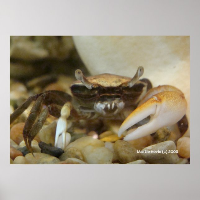 Pôster Crab Louis (Frente)