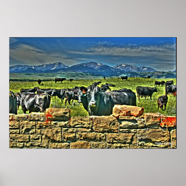 Pôster Crag Eyrie Cow (Frente)