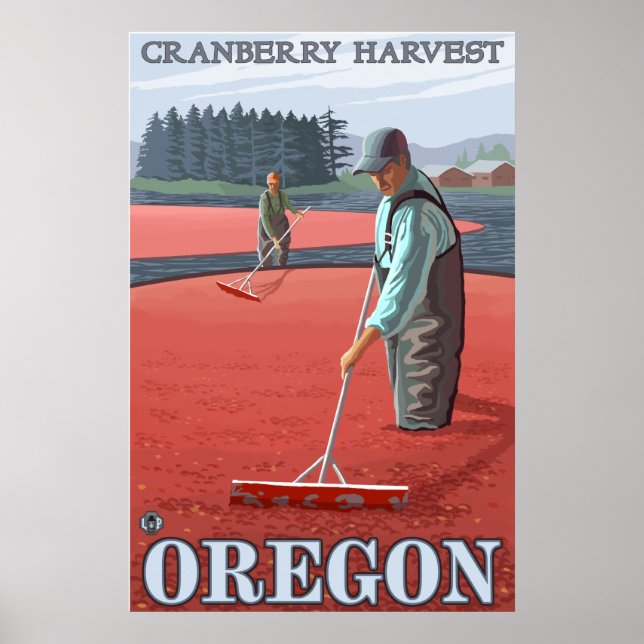 Pôster Cranberry Bogs Harvest (Frente)