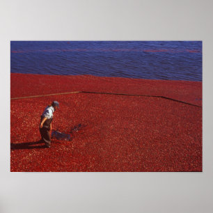 Pôster Cranberry Harvest, Middleboro, MÃE, EUA