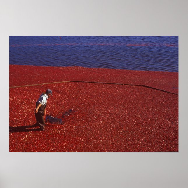 Pôster Cranberry Harvest, Middleboro, MÃE, EUA (Frente)