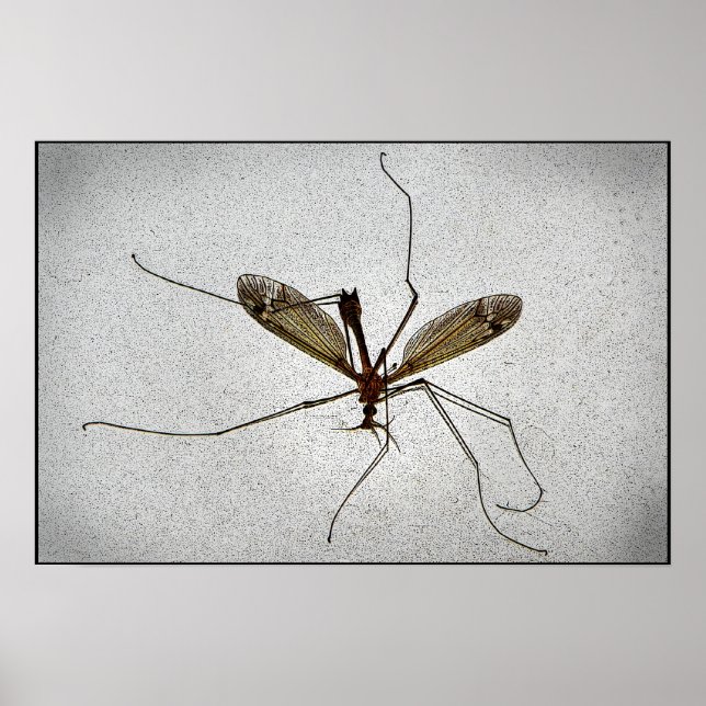 Poster Crane Fly (Frente)
