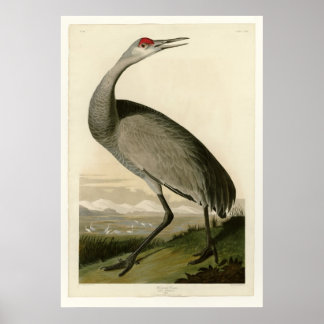 Pôster Crane Hooping
