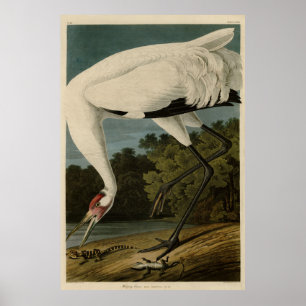 Poster Crane Hooping, Aves de Audubon da América