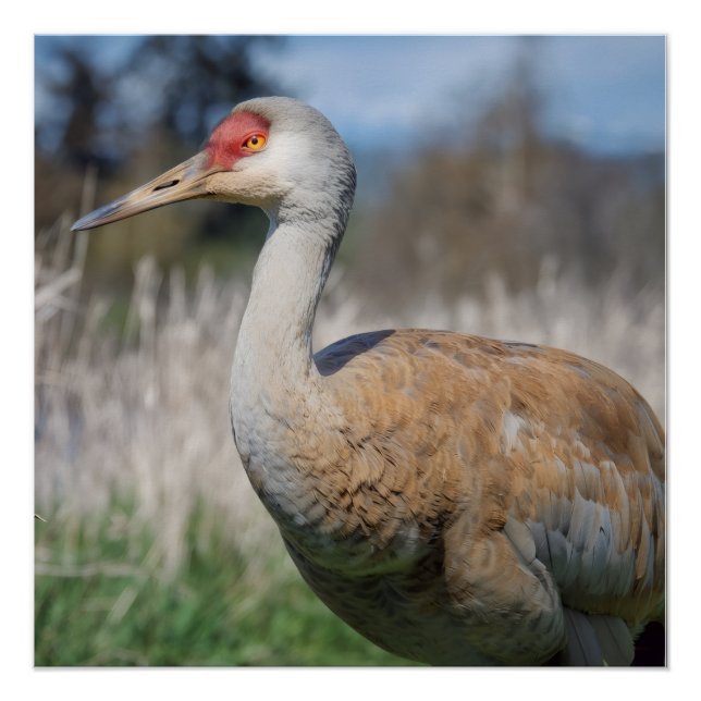 Pôster Crane View (Frente)