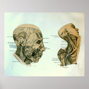 Poster Cranial Nerves