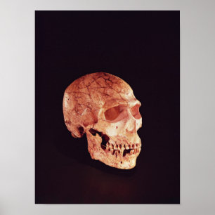 Poster Crânio de Neandertal, descoberto no Monte Carmelo