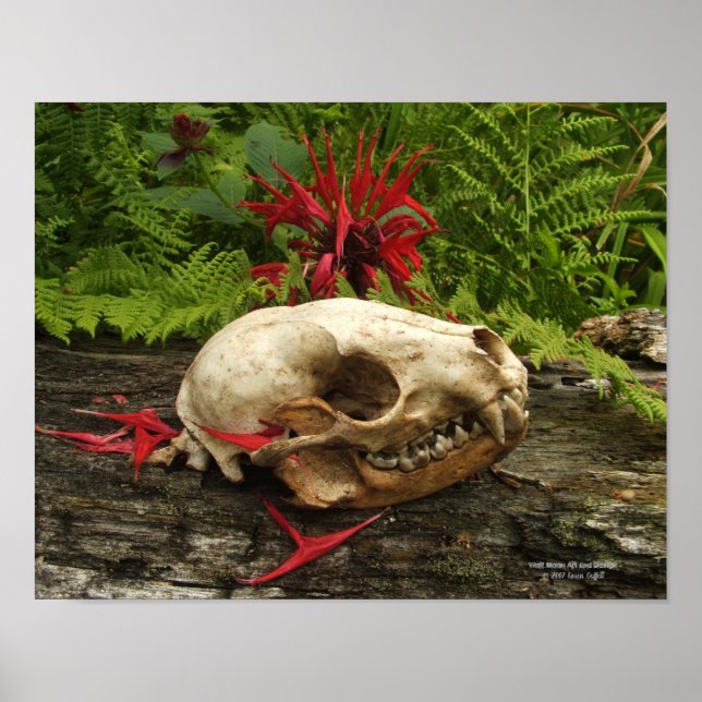 Poster Crânio de Raccoon com samambaias e Monarda vermelh (Frente)