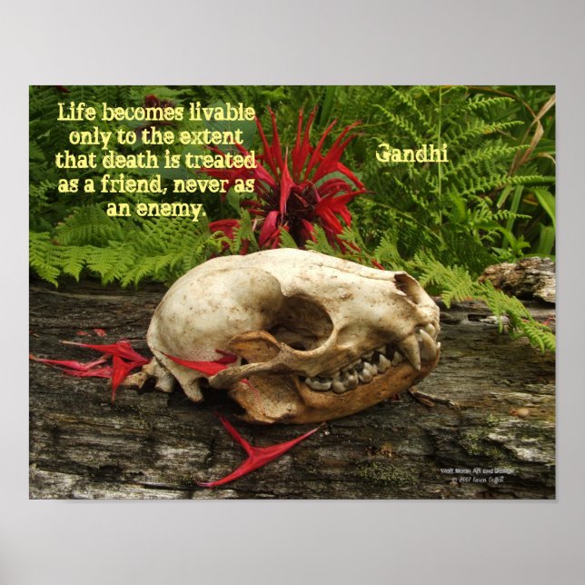 Poster Crânio de Raccoon com samambaias e Monarda vermelh (Frente)