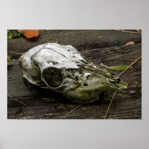 Poster Crânio de Veado Branco