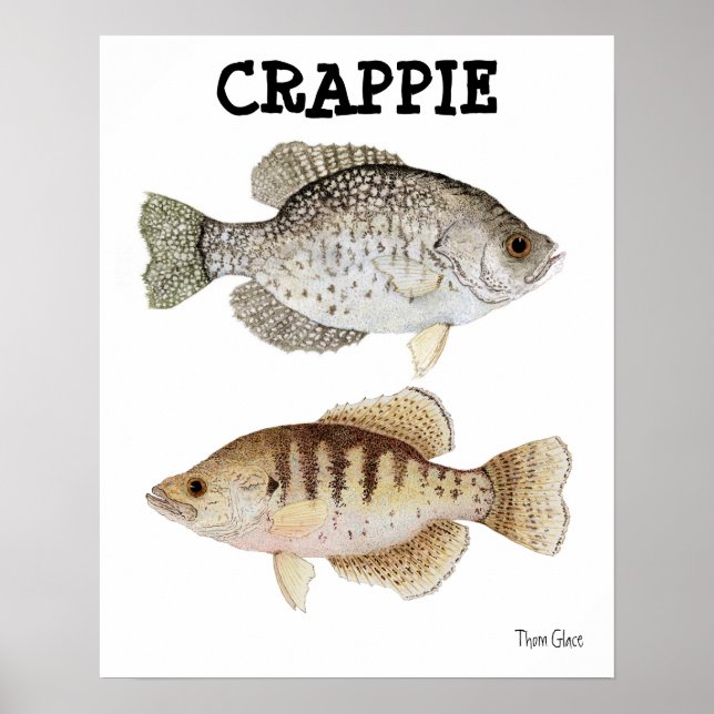Pôster Crappie (Frente)