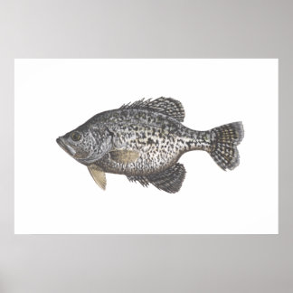 Pôster Crappie