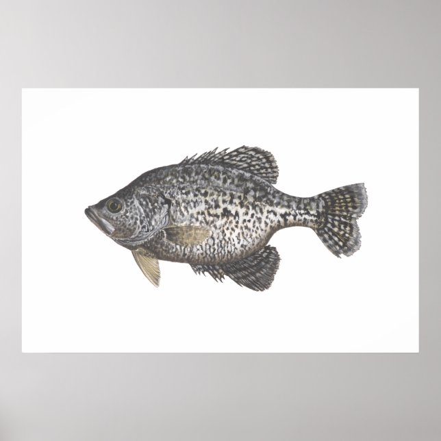 Pôster Crappie (Frente)