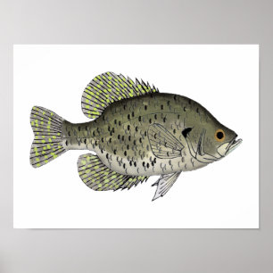 Poster Crappie Preto