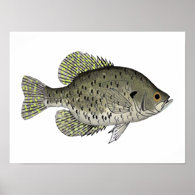 Poster Crappie Preto (Frente)